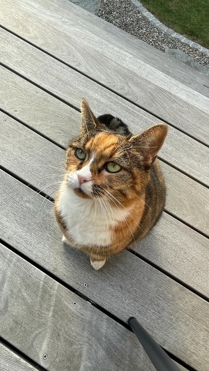 Penny